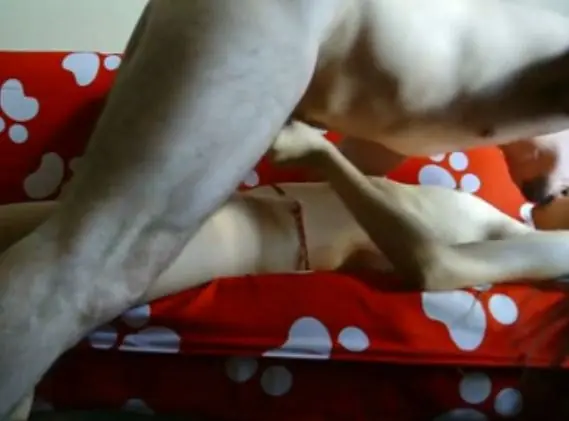 Live ABG Bispak Hotel Bintang Lima Skandal Viral 2026 WOT